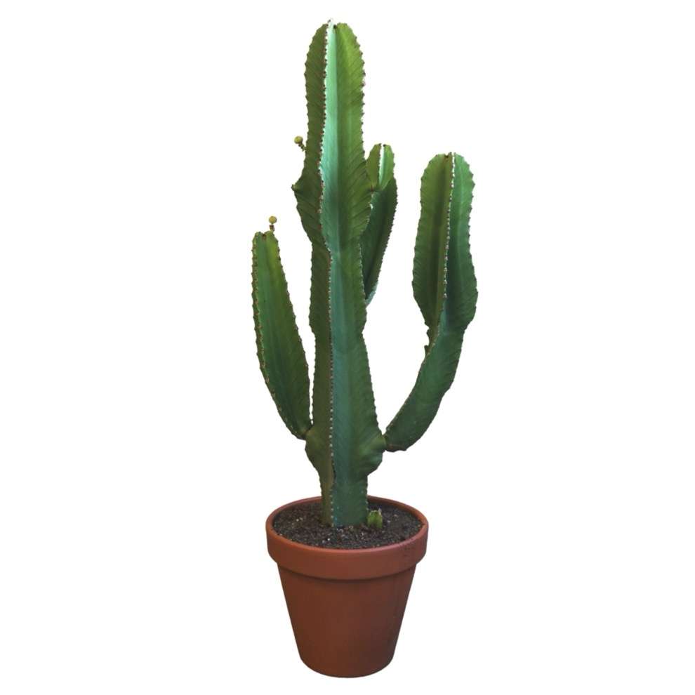 Euphorbia ingens - Sulenkaktus | Kakteen l Sukkulenten | Kbelpflanzen |  Palmenmarkt