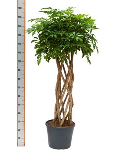 Schefflera arboricola 170 cm - Strahlenaralie