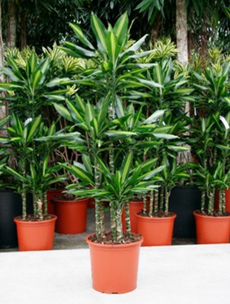 Dracaena cintho 150 cm - Drachenbaum