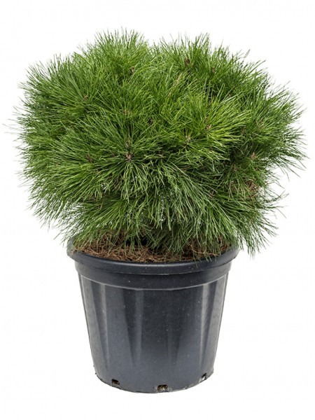 Pinus brepo 50 cm - Schwarzkiefer Kugel