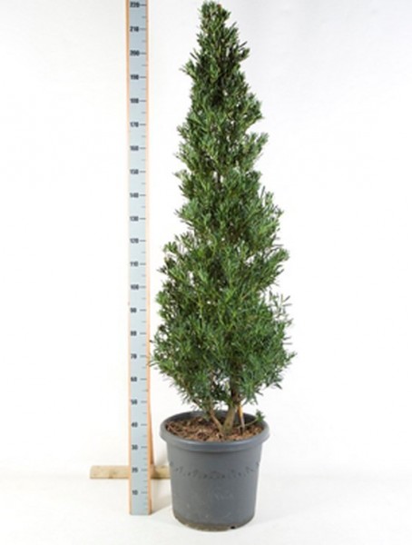 Podocarpus macrophyllus 220 cm - Steineibe