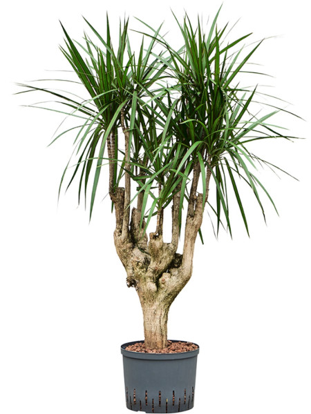 Dracaena marginata 100 cm verzweigt