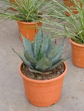 Agave havardiana 40 cm