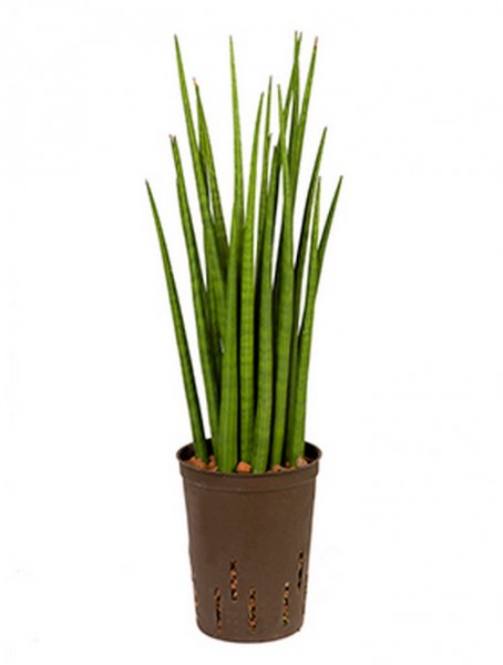 Sansevieria spikes 55 cm | Hydrokultur