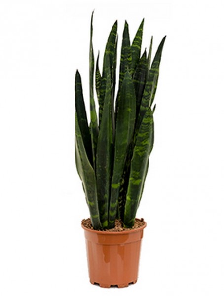 Sansevieria coral black 60 cm