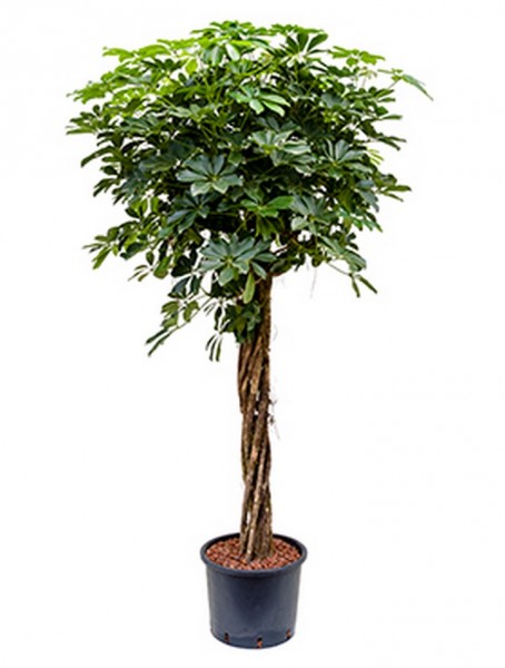 Schefflera arboricola | Strahlenaralie extra 185 cm