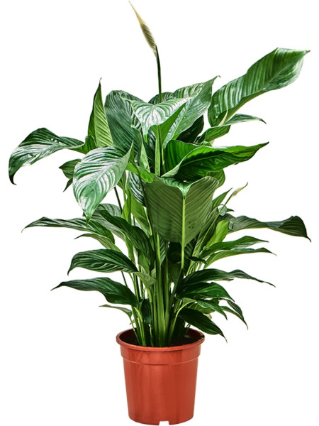 Spathiphyllum Sweet Lauretta - Friedenslilie 90 cm