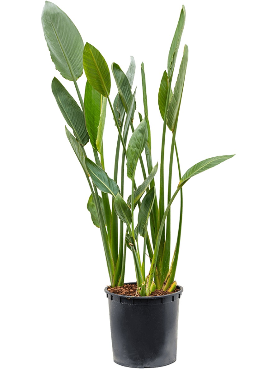Strelitzia reginae Paradiesvogelblume | Bananengewchse | Kbelpflanzen |  Palmenmarkt