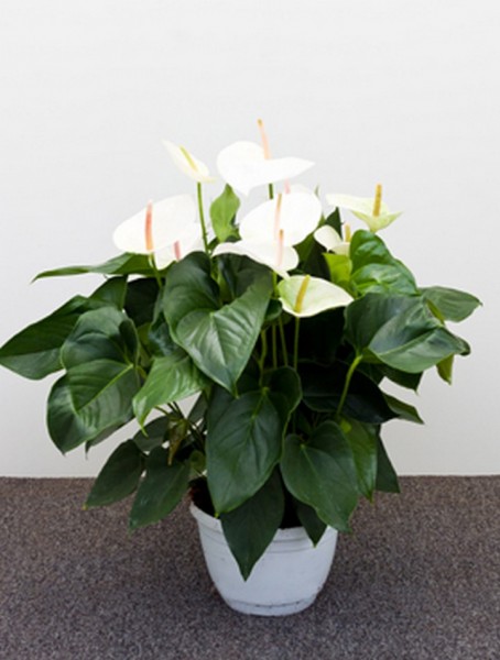 Anthurium and. sierra weiß 65 cm | Flamingoblume