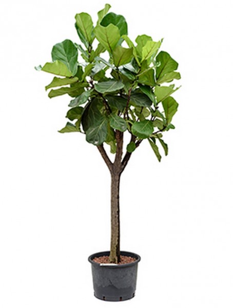 Ficus lyrata 220 cm | Geigenfeige