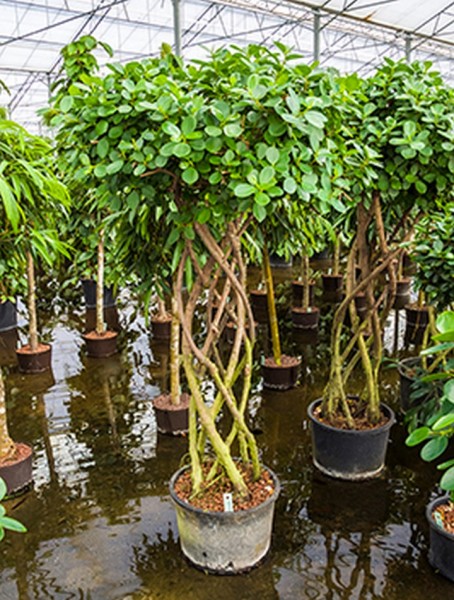 Ficus panda 190 cm | Feigenbau geflochten