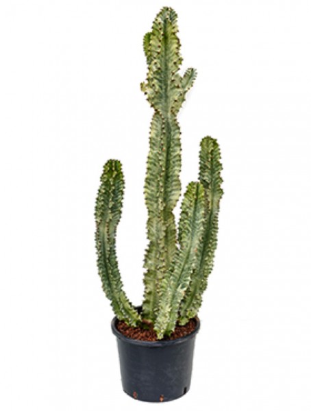 Euphorbia ingens marmorata 170 cm