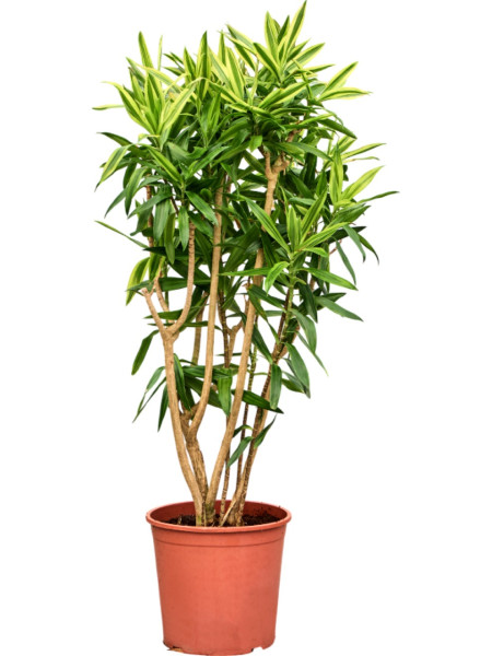 Pleomele reflexa - Song of Sri Lanka 100 cm