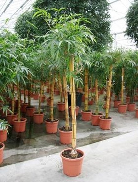 Bambusa vulgaris 220 cm | Gold Bambus