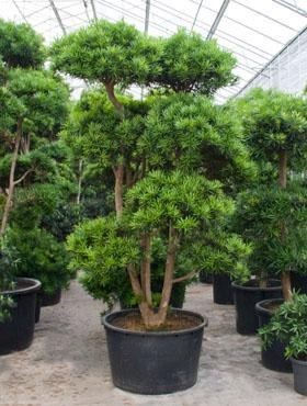 Podocarpus macrophyllus 400 cm
