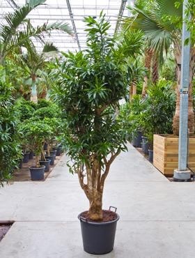 Pleomele song of jamaica 220 cm - Drachenbaum Verzweigt