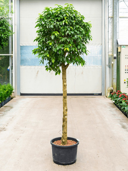 Ficus benjamina columnar 250cm - Hydrokultur Birkenfeige