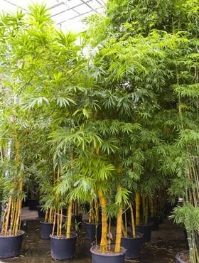 Bambusa vulgaris 450 cm