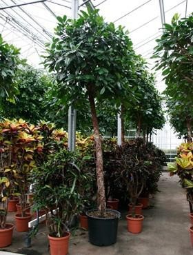 Ficus cyathistipula 375 cm