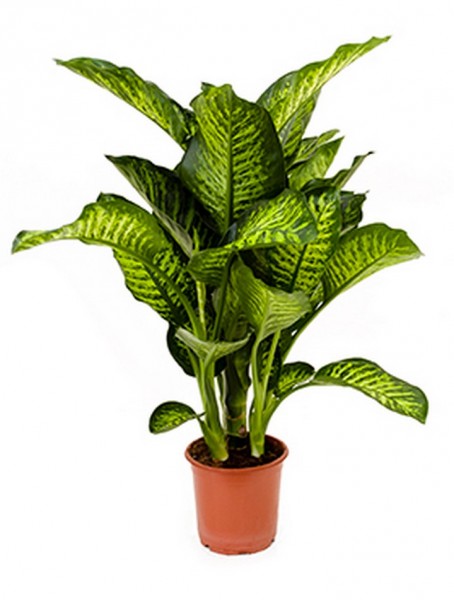 Dieffenbachia maroba 70 cm