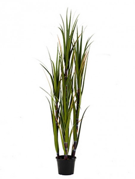 Sugarcane Gras 150 cm | Zuckerrohr Kunstgras im Plastiktopf