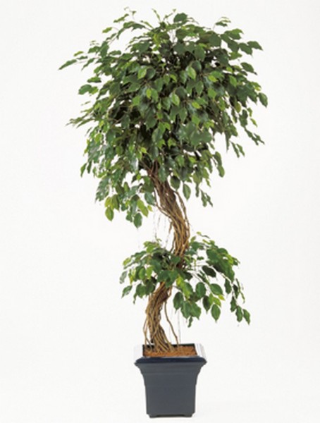 Ficus exotica corkscrew | Kunstbaum