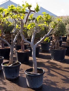 Ficus carica190 cm