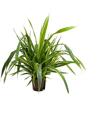 Pandanus veitchii 120 cm | Busch
