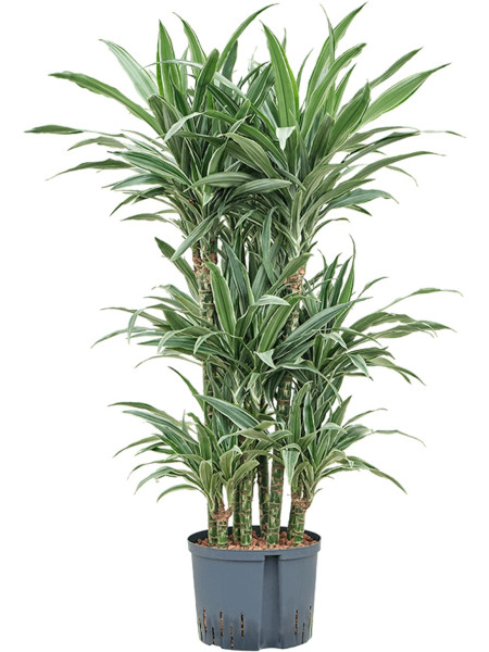 Dracaena deremensis Warneckei 100 cm