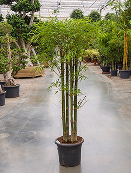 Bambusa siamensis 220 cm