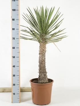 Yucca filifera 110 cm | Winterharte Yucca Palme