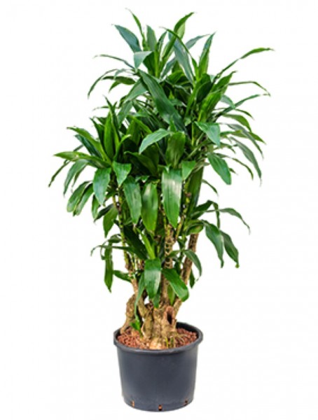 Dracaena janet craig 149cm Drachenbaum verzweigt