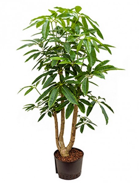 Schefflera amate 150 cm | Strahlenaralie verzweigt