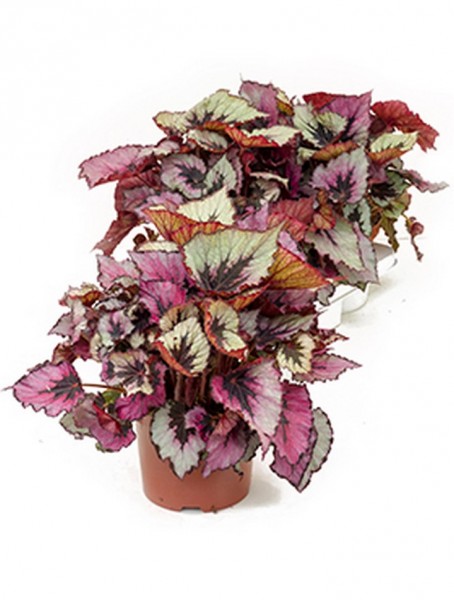 Begonia rex titica 40 cm