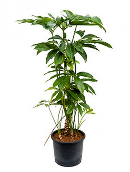 Philodendron fun bun 130 cm