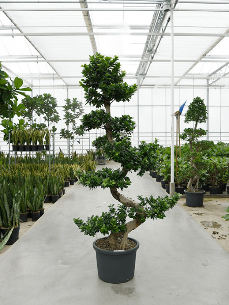 Ficus microcarpa compacta S-Stamm Bonsai 240 cm