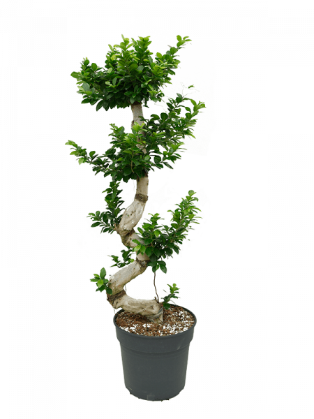 Ficus microcarpa compacta S-Stamm 150 cm