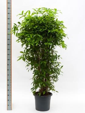 Dracaena surculosa 200 cm - Drachenbaum Busch