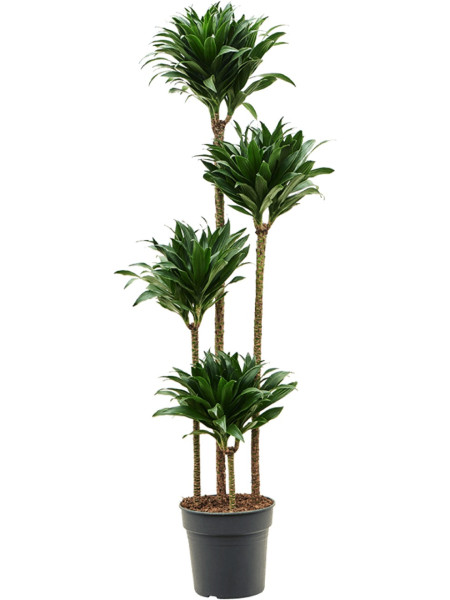 Dracaena compacta | Drachenbaum | Palmenmarkt