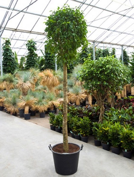 Ficus benjamina columnar 320 cm | Birkenfeige