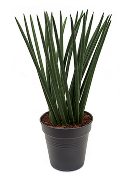 Sansevieria tornado 85 cm