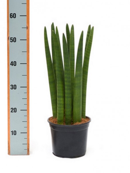 Sansevieria straight jumbo 55 cm| Bogenhanf