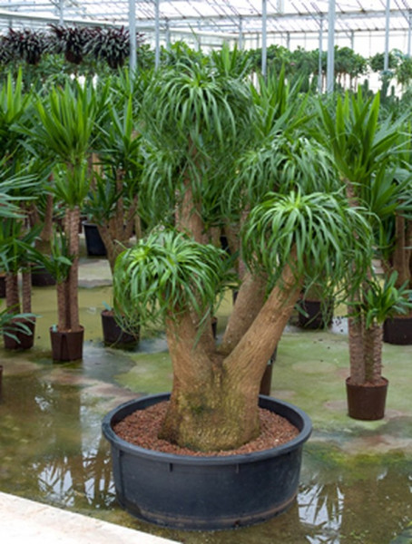 Beaucarnea recurvata 210 cm