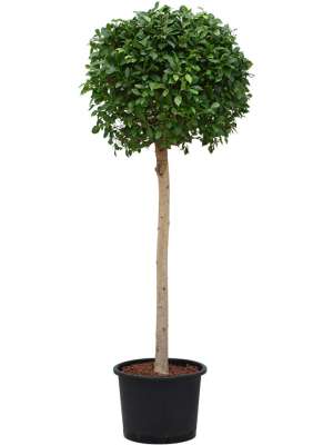 Bucida buceras Shady - schwarze Olive | Palmenmarkt