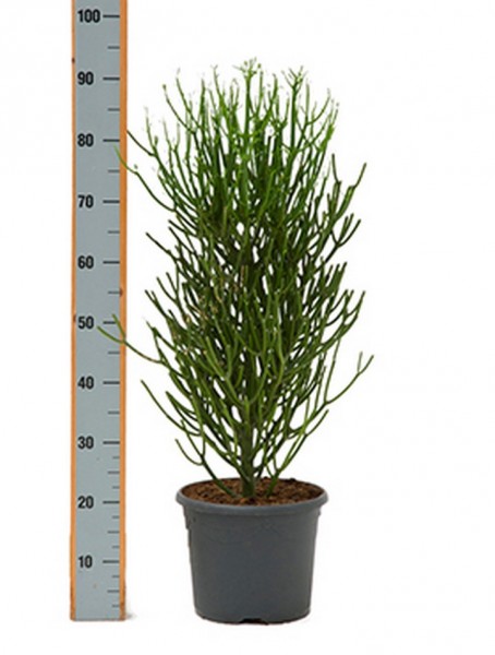 Euphorbia tirucalli Busch 100cm 