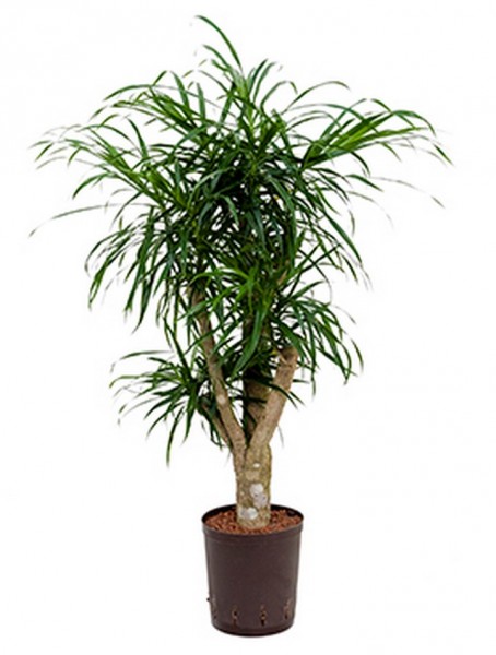 Pleomele anita verzweigt 85 cm