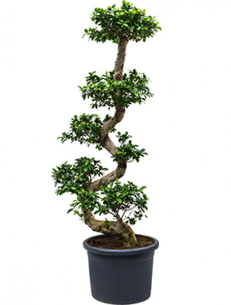 Ficus microcarpa compacta S-Stamm 200 cm