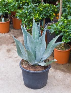 Agave americana grün-grau | Amerikanische Agave