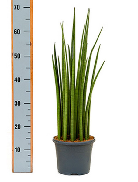 Sansevieria spikes 70 cm | Bogenhanf