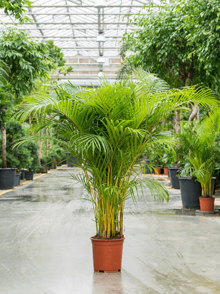 Areca lutescens | Goldfruchtpalme 170cm